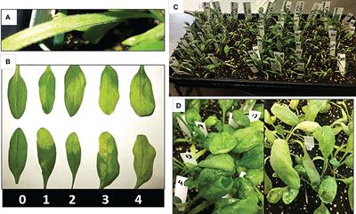 Mapping and selection of downy mildew resistance in spinach cv. whale by low coverage whole genome sequencing